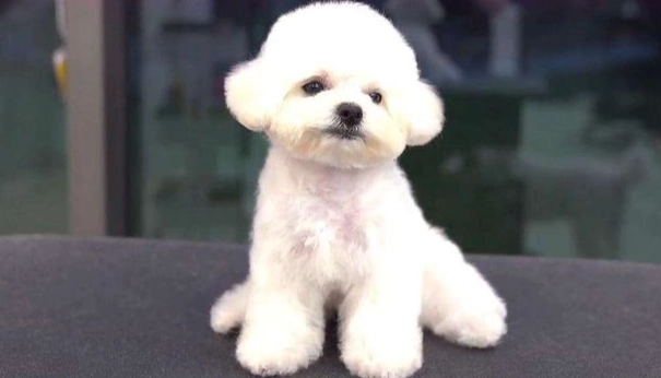 小型犬品種比較 小型犬品種比較