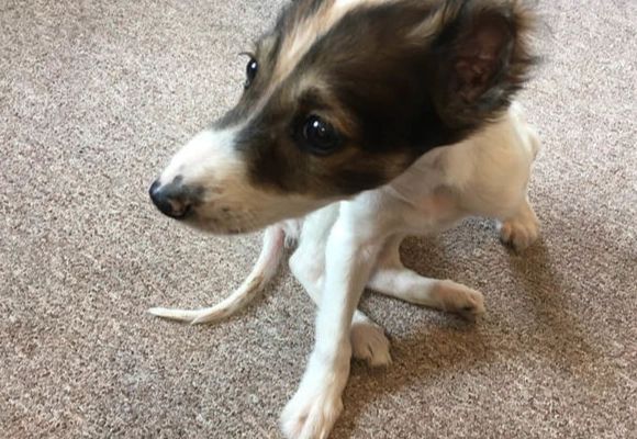 梗犬混種 梗犬混種