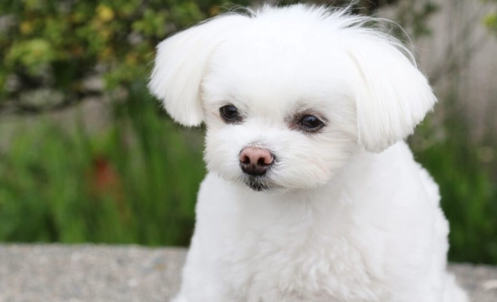 短毛犬品種 短毛犬品種