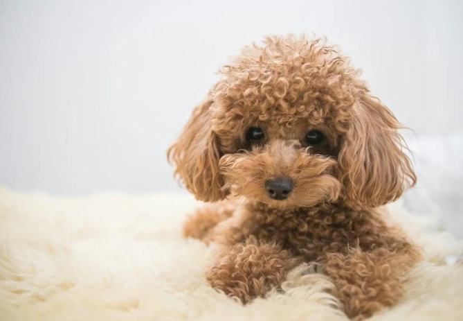 小型犬品種推薦 小型犬品種推薦