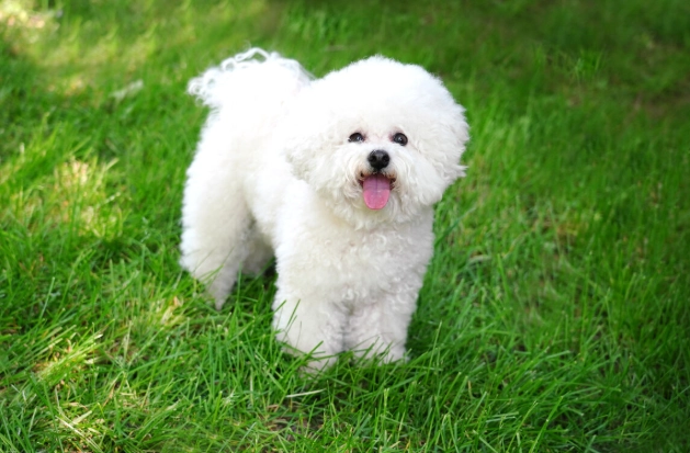 比熊犬訓練 比熊犬訓練