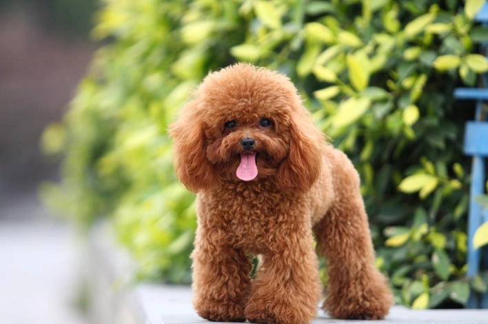 貴賓犬體型 貴賓犬體型