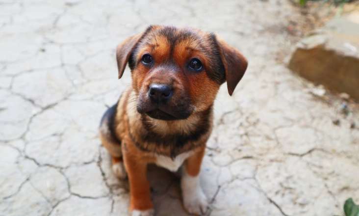 犬水囊腫症狀 犬水囊腫症狀