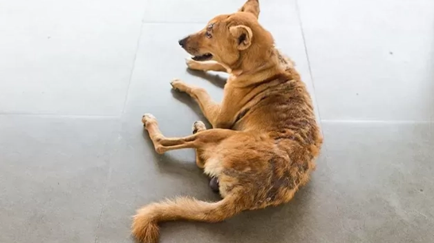 狗狗親近方法 狗狗親近方法