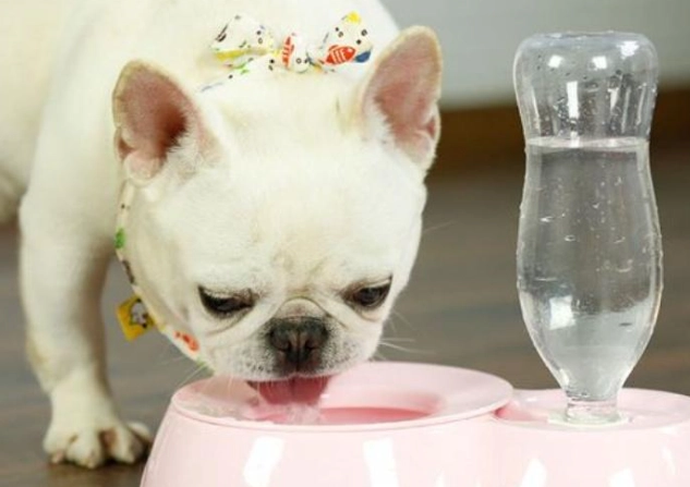 狗狗誤食漂白水 狗狗誤食漂白水