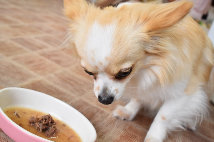 狗吃豆腐安全