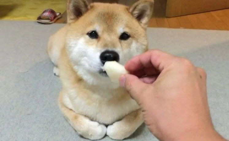狗吃開心果 狗吃開心果