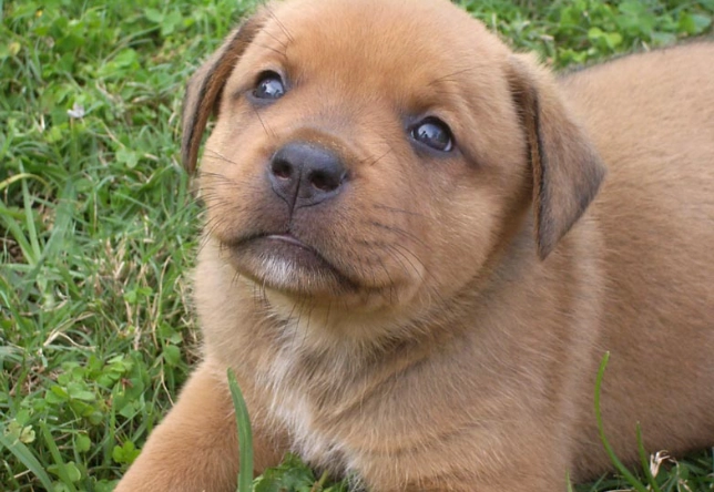 犬水囊腫症狀 犬水囊腫症狀