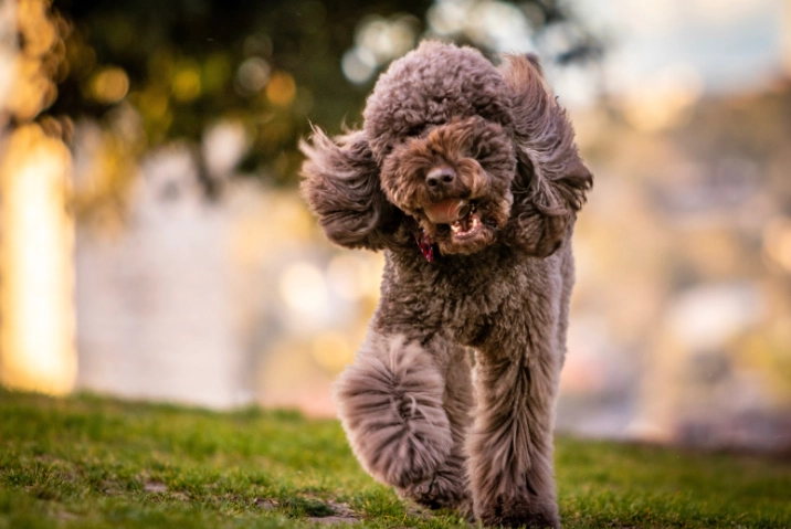 貴賓犬體型 貴賓犬體型