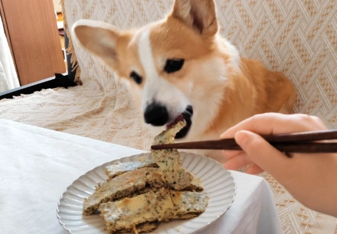 狗吃豆腐安全
