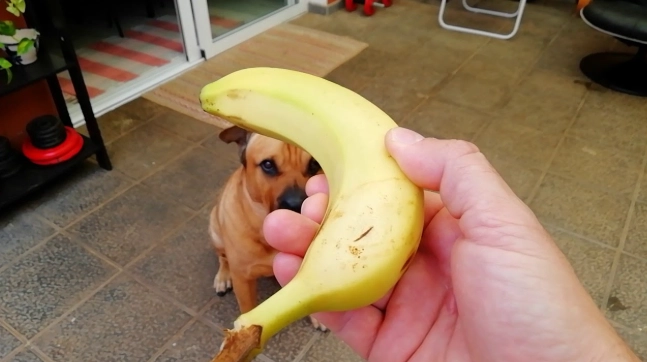 狗狗飲食禁忌
