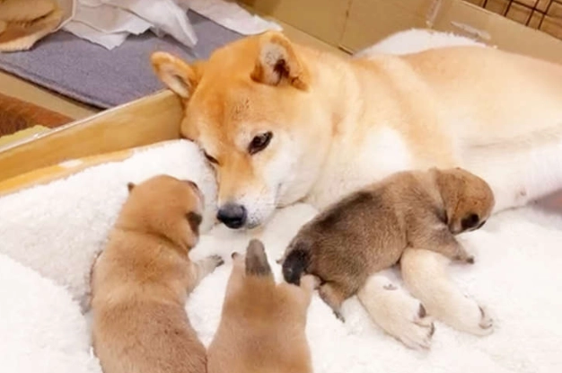 母狗結紮費用