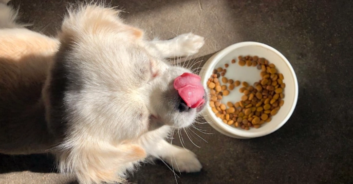 如何餵狗吃豆腐