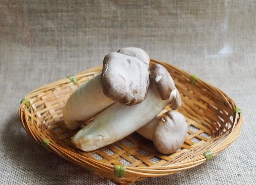 寵物飲食安全