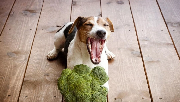 狗狗吃豆花安全嗎 狗狗吃豆花安全嗎
