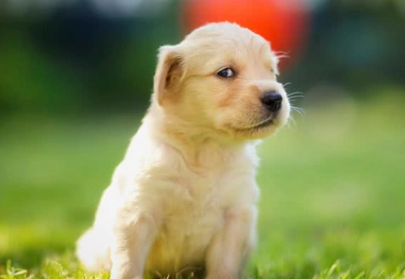 豆花對狗狗的影響 豆花對狗狗的影響