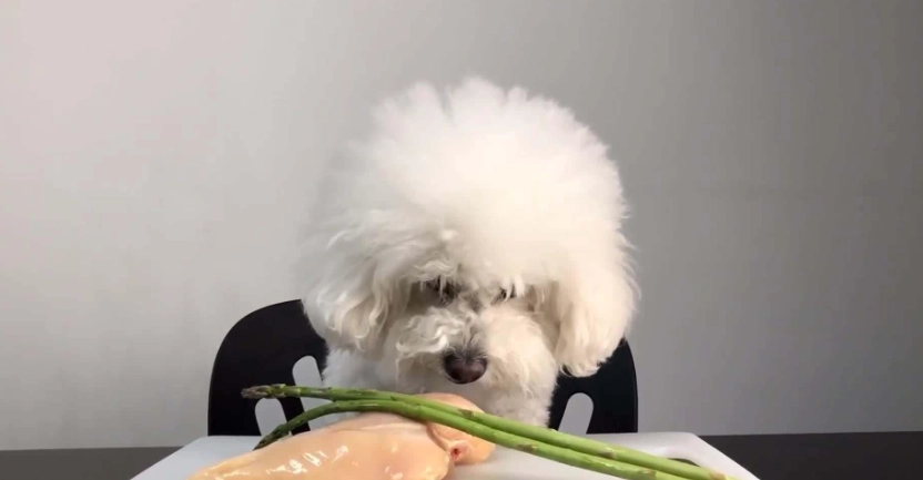 蝶豆花對狗有毒嗎 蝶豆花對狗有毒嗎