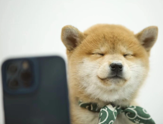 狗狗結紮優點