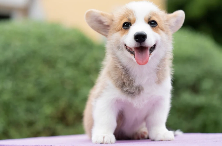 狗狗死前症狀 狗狗死前症狀