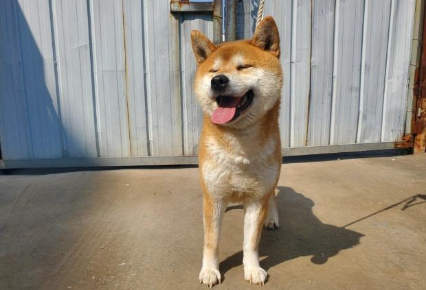 狗狗結紮優點