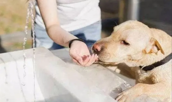 狗狗中毒急救 狗狗中毒急救