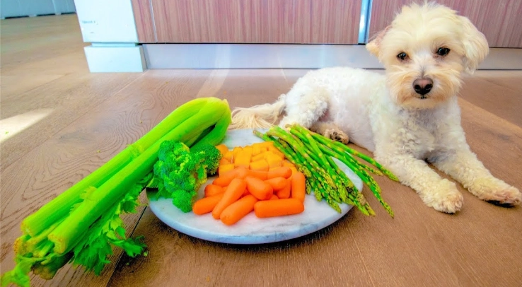 狗狗蔬菜食譜 狗狗蔬菜食譜