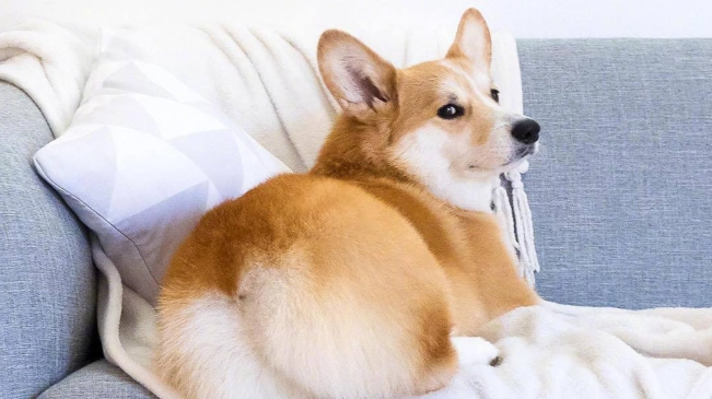 狗狗血尿 狗狗血尿