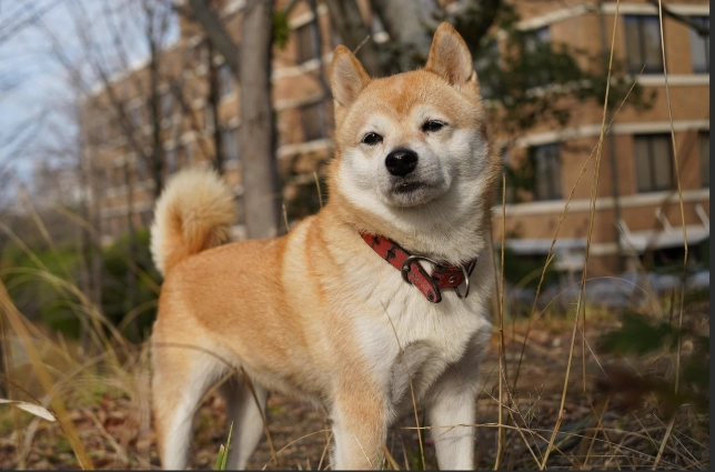 狗狗結紮優點
