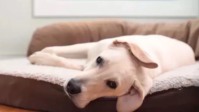 狗狗為什麼埋頭 狗狗為什麼埋頭