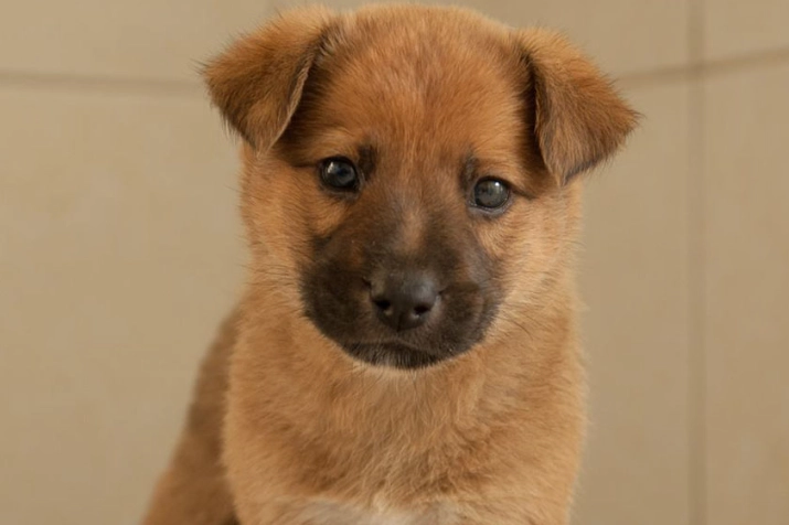 犬水囊腫症狀 犬水囊腫症狀