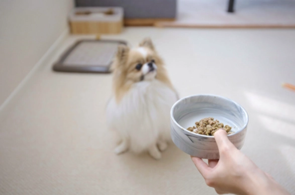 狗狗補鈣食譜 狗狗補鈣食譜