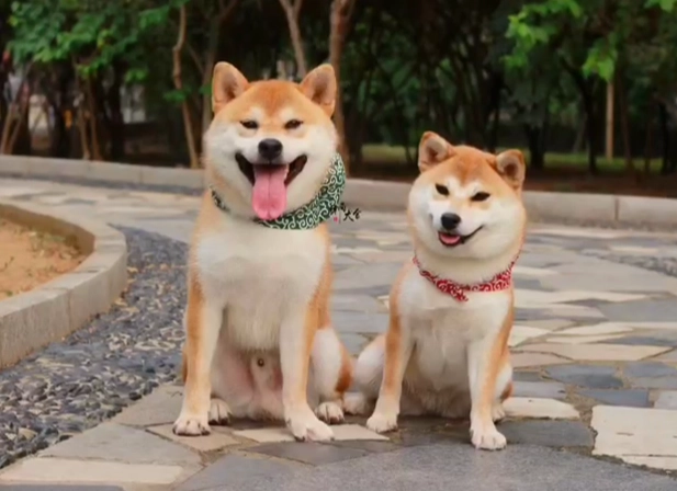 柴犬結紮最佳年齡