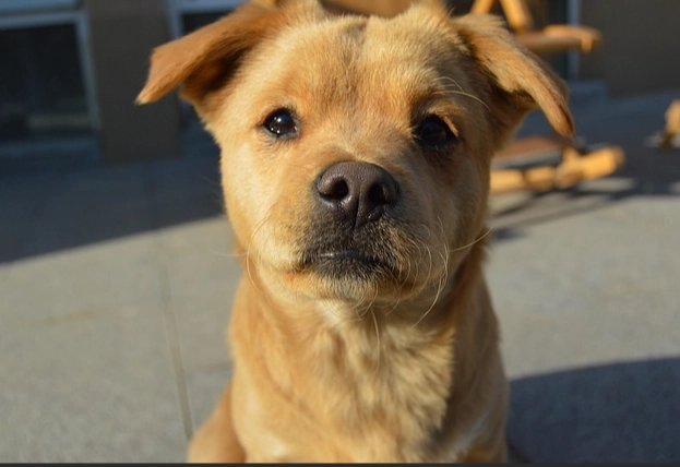 犬水囊腫症狀 犬水囊腫症狀