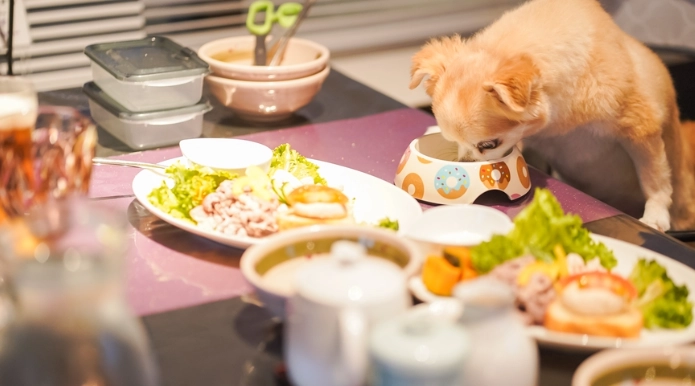 狗狗補鈣食譜 狗狗補鈣食譜
