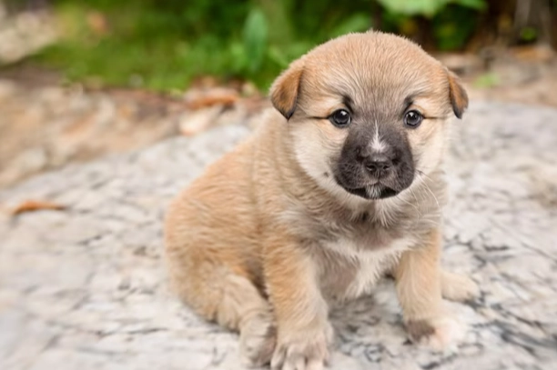 犬水囊腫症狀 犬水囊腫症狀