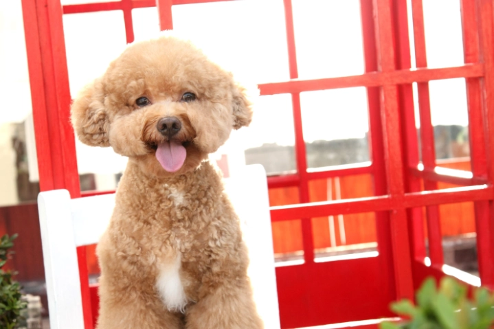 貴賓犬體型 貴賓犬體型