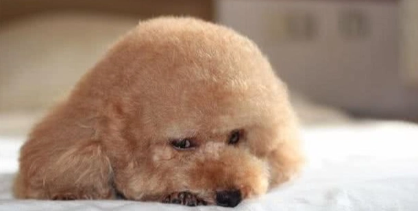 狗狗眼睛紅 狗狗眼睛紅