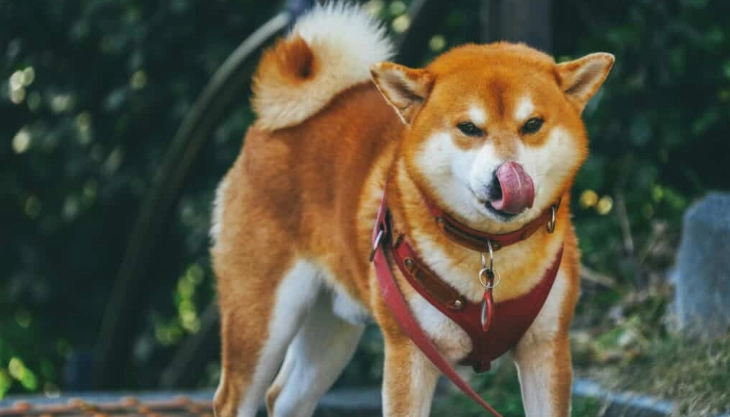 狗狗水果禁忌