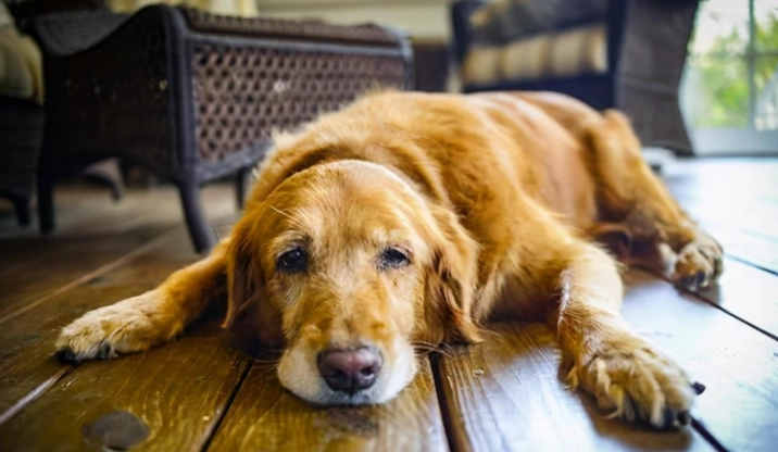 狗狗心臟病症狀