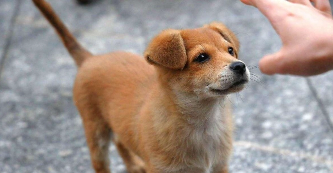 老狗转圈圈原因