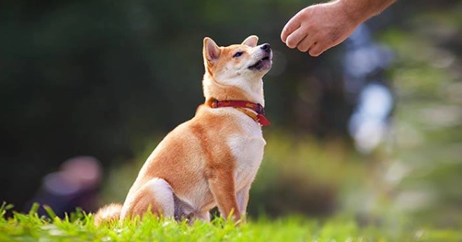 狗狗認主人 狗狗認主人