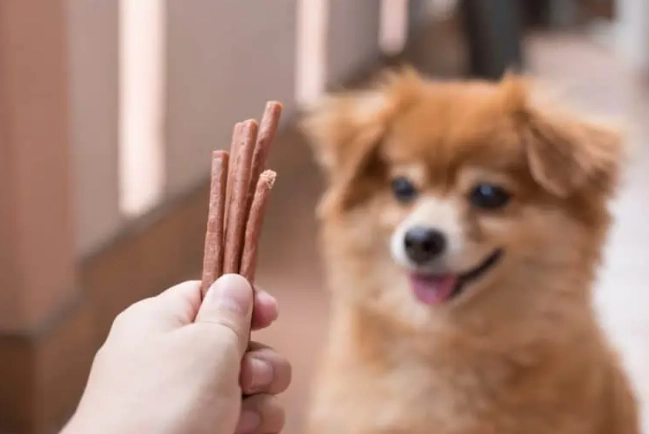 狗狗牙結石清除