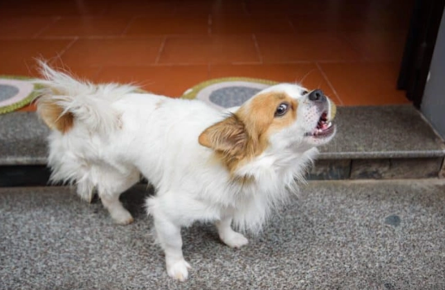 狗狗血尿治療 狗狗血尿治療