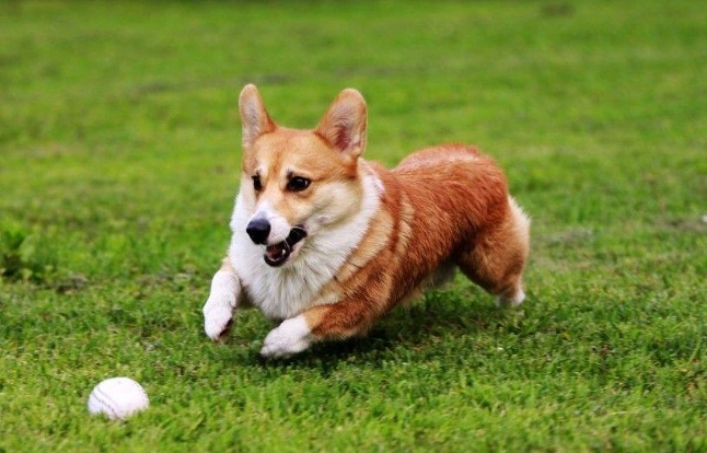 狗狗刷牙 狗狗刷牙
