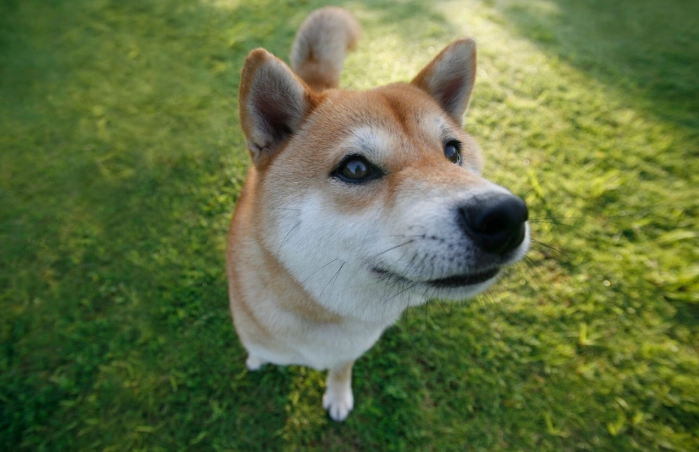 狗狗脂肪瘤 狗狗脂肪瘤