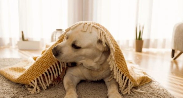 老年犬護理 老年犬護理