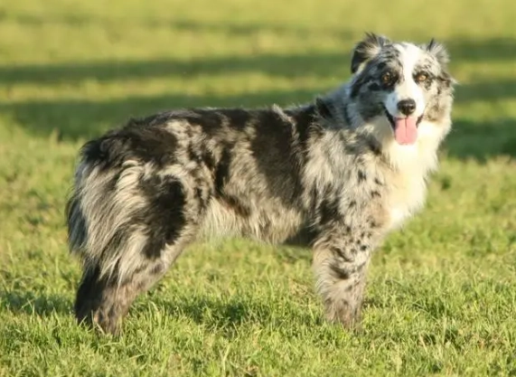 牧羊犬品種 牧羊犬品種