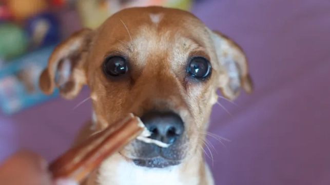 狗狗魚腥味口臭原因 狗狗魚腥味口臭原因