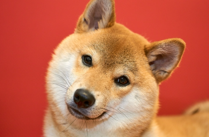 狗感冒傳染人 狗感冒傳染人