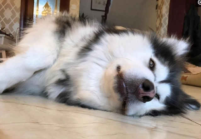 老年犬護理 老年犬護理